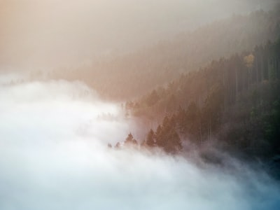 大雾笼罩着山上的树